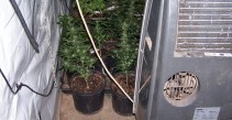 Indoor Grow 5